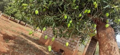 Image of 4356 Sq.ft Residential Plot / Land for sale in Nunna, Vijayawada for Rs. 2000000
