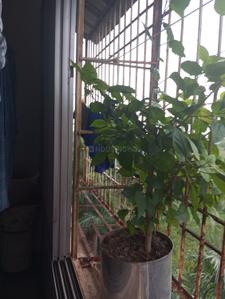 Balcony Image of 1365 Sq.ft 3 BHK Apartment / Flat for sale in Pulgoan Durg for Rs. 2850000