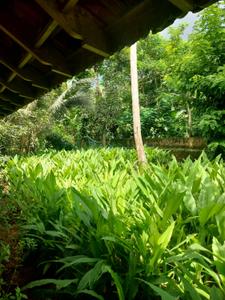 Image of 3400 Sq.ft 5 BHK Independent House for sale in Shoranur, Palakkad for Rs. 19000000