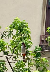 Balcony Image of The Studio in Greater Kailash I, New Delhi