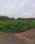 Chippada Plot View 2