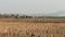 Punade Plot View 2