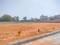 Koppa Gate Plot View 1