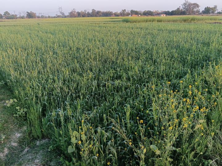 Phaphamau Main Image 1