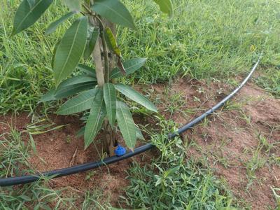 Image of 121 Sq.ft Residential Plot / Land for sale in Shadnagar, Ranga Reddy for Rs. 1000000