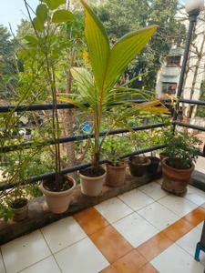 Balcony Image of 1200 Sq.ft 3 BHK Apartment / Flat for sale in Mahajan Heights, Kothrud Pune for Rs. 15000000