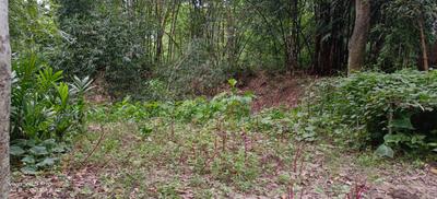 Image of 43200 Sq.ft Residential Plot / Land for sale in Krishnanagar, Nadia for Rs. 60000000