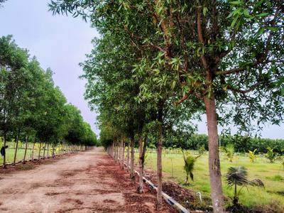 Image of 12000 Sq.ft Residential Plot / Land for sale in Uthiramerur, Chennai for Rs. 4000000