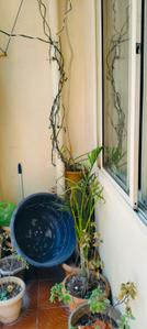 Balcony Image of 970 Sq.ft 2 BHK Apartment / Flat for sale in Electronic City Bengaluru for Rs. 5500000