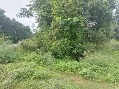 Image of 1500 Sq.ft Residential Plot / Land for sale in Mopka, Bilaspur for Rs. 937500