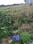 Vasnodevi Plot View 2