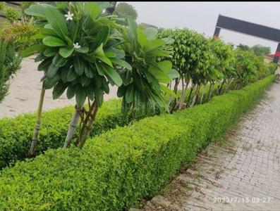 Image of 1000 Sq.ft Residential Plot / Land for sale in Mirzamurad, Varanasi for Rs. 2250000