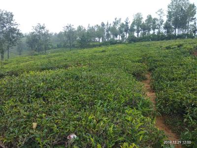 Image of 88000 Sq.ft Residential Plot / Land for sale in Coonoor, Nilgiris for Rs. 20000000