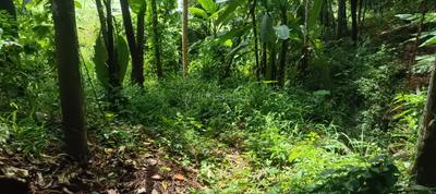 Image of 700 Sq.ft 2 BHK Independent House for sale in Kallayam, Thiruvananthapuram for Rs. 3000000