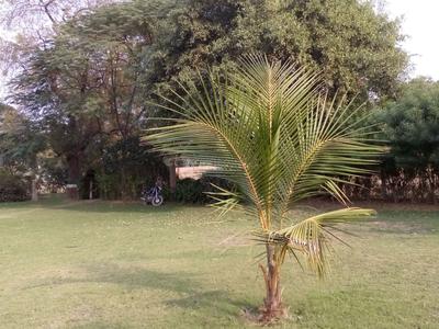 Image of 517 Sq.ft Residential Plot / Land for sale in Bavla, Ahmedabad for Rs. 4446200