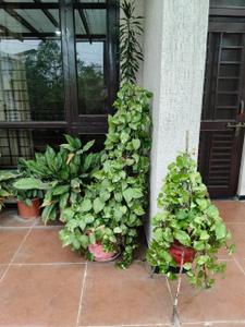 Image of 1300 Sq.ft 2 BHK Builder Floor for rent in Hoshangabad Road, Bhopal for Rs. 24000