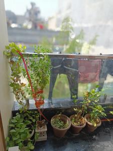 Balcony Image of 810 Sq.ft 3 BHK Apartment / Flat for sale in Sector 4 Rohini New Delhi for Rs. 8500000