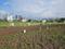 Siddhartha Nagar, Wagholi Plot View 2