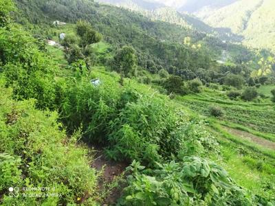 Image of 10764 Sq.ft Residential Plot / Land for sale in Mukteshwar, Nainital for Rs. 12500000