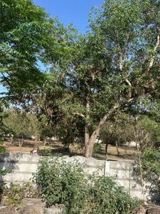 Sector-9A Plot View 2