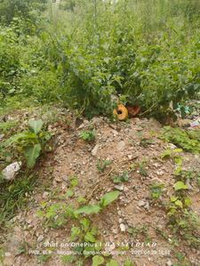 Image of 1200 Sq.ft Residential Plot / Land for sale in BTM Layout, Bengaluru for Rs. 22500000