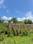 Bariatu Plot View 2