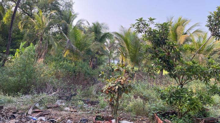 Nagaon Main Image 1