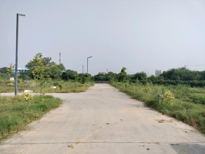 Amolik Aster Woods Main Image 1