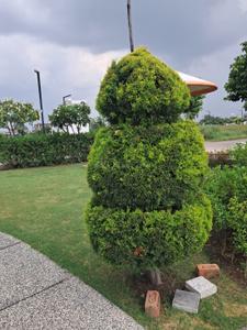 Image of 800 Sq.ft Residential Plot / Land for sale in Mamta Golden Valley, Balya Kheda, Indore for Rs. 4400000