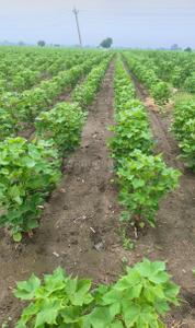 Etukuru Plot View 1
