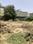 Shurbhit vatika Plot View 2