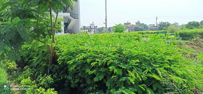Image of 1350 Sq.ft Residential Plot / Land for sale in Omaxe Phase 3 Mullanpur, New Chandigarh, Chandigarh for Rs. 22500000