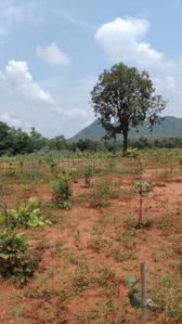 Image of 100 Sq.ft Residential Plot / Land for sale in Ravikamatham, Visakhapatnam for Rs. 400000
