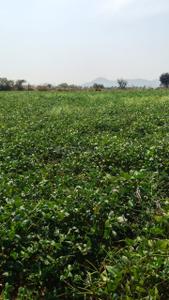 Image of 1200 Sq.ft Residential Plot / Land for sale in Hospete, Bellary for Rs. 3600000