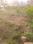 Jagamara Plot View 2