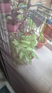 Balcony Image of 850 Sq.ft 2.5 BHK Apartment / Flat for sale in Signature Global The Millennia 3, Sector 37D Gurgaon for Rs. 9000000