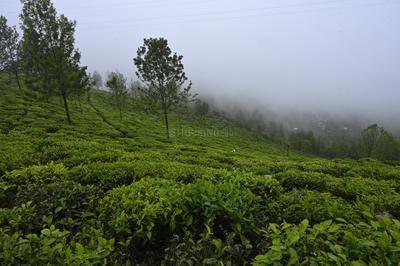 Image of 9147 Sq.ft Residential Plot / Land for sale in Kotagiri, Ooty for Rs. 6195000