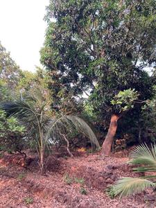 Image of 99000 Sq.ft Residential Plot / Land for sale in Khed, Chiplun for Rs. 10000000