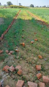 Image of 8000 Sq.ft Residential Plot / Land for sale in Ghatampur, Kanpur for Rs. 9500000