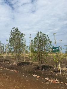 Image of 530 Sq.ft 1 RK Farm House for sale in Wanadongri, Nagpur for Rs. 1680000