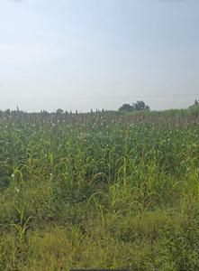 Image of 43750 Sq.ft Residential Plot / Land for sale in Wagholi, Pune for Rs. 4500000