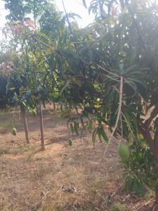 Image of 212 Sq.ft Residential Plot / Land for sale in Jinnaram, Sangareddy for Rs. 2300000