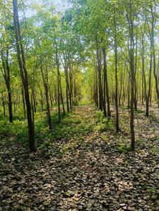 Image of 200 Sq.ft Residential Plot / Land for sale in Bhogapuram, Visakhapatnam for Rs. 1300000