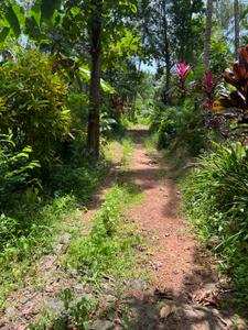 Image of 1800 Sq.ft 4 BHK Independent House for rent in Karakkunnathu, Kozhikode for Rs. 10000