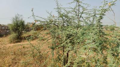 Image of 3369 Sq.ft Residential Plot / Land for sale in Jagatpura, Jaipur for Rs. 20345000