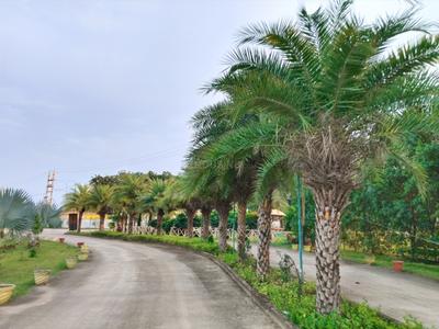 Image of 1000 Sq.ft Residential Plot / Land for sale in Bodri, Bilaspur for Rs. 1150000
