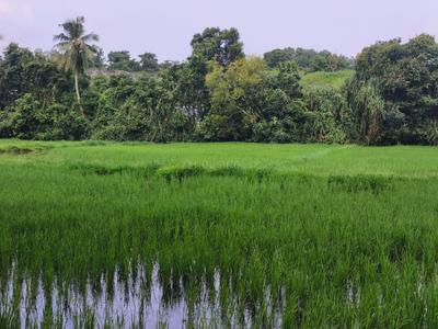 Image of 150 Sq.ft 1 RK Farm House for rent in Manipal, Udupi for Rs. 35000