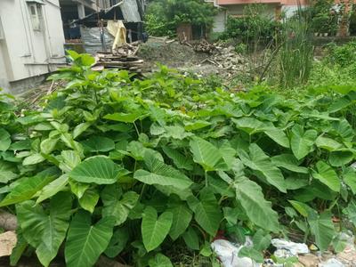 Image of 1080 Sq.ft Residential Plot / Land for sale in Keshtopur, Kolkata for Rs. 6200000