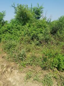Image of 900 Sq.ft Residential Plot / Land for sale in Dadri, Greater Noida for Rs. 3000000