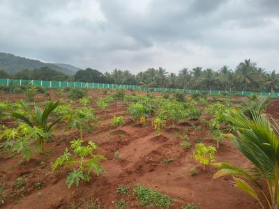 Image of 5432 Sq.ft 2 BHK Farm House for sale in Natham, Dindigul for Rs. 900000
